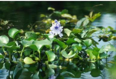 Gambar 2.2. Eceng Gondok (Eichornia crassipes)  (Dbenbenn, 2006) 