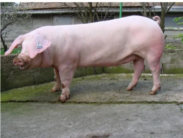 Gambar 2.1. babi American Landrace (Kitsteiner, 2014) 