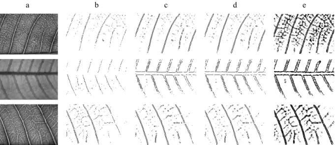 Gambar 7. Hasil deteksi tepi, (a) data daun, (b) roberts, (c) prewitt, (d) sobel, (e) ACO Gambar 7 menunjukkan algoritma ACO menghasilkan citra tepi daun mangga yang lebih detail  dan  memiliki  garis  tepi  yang  lebih  tebal