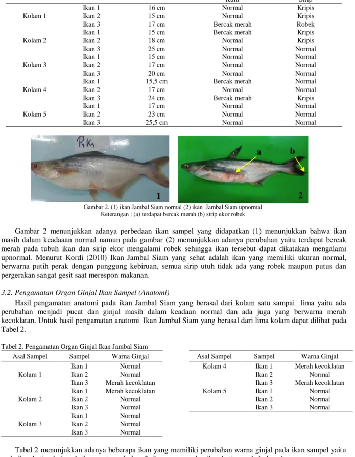 Tabel 1. Pengamatan Morfologi Ikan Jambal Siam pada Setiap Kolam 