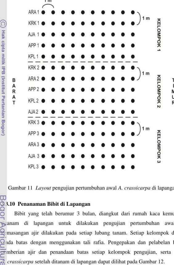 Gambar 11  Layout pengujian pertumbuhan awal A. crassicarpa di lapangan 