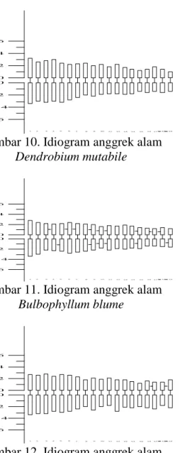 Gambar 10. Idiogram anggrek alam  Dendrobium mutabile  00246 6 42            1 2 3 4 5 6 7 8 9 10 11 12 13 14 15 16 17 18 19