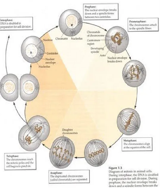 Gambar 3. Tahap-tahap mitosis (Caroline, D., 2009). 