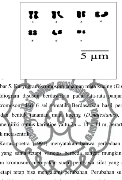 Gambar 5. Karyogram kromosom tanaman mata kucing (D.malesianus)  Idiogram  disusun  berdasarkan  pada  rata-rata  panjang  absolut  dan  bentuk  kromosom  dari  6  sel  somatik