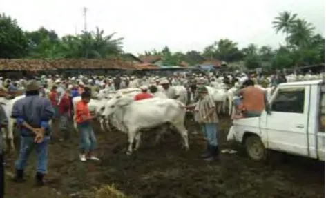 Gambar  1. Pasar hewan 