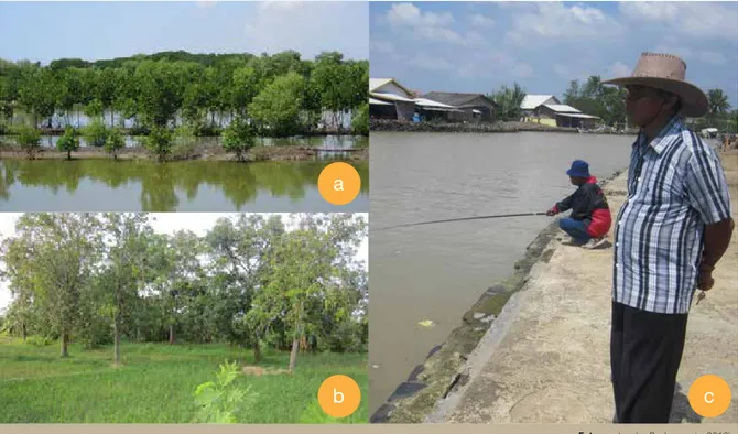 Gambar 4.   Tambak dan mangrove, saling memberi untuk harmoni (a), Sawah, sendi kehidupan yang berharap  tak terbanjiri (c), dan Muara sungai yang rentan dilanda banjir kiriman dan rob