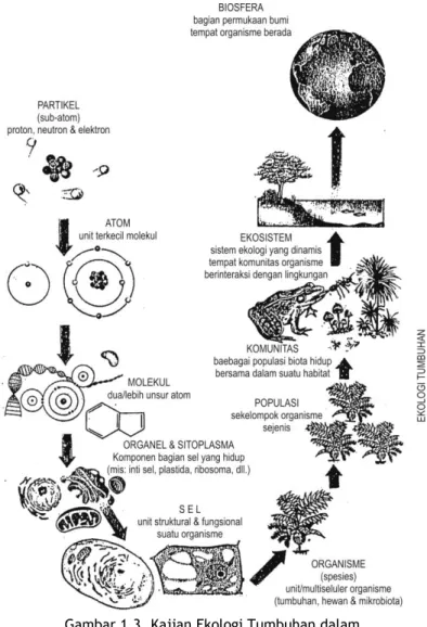 Gambar 1.3. Kajian Ekologi Tumbuhan dalam                  Spektrum Organisasi Biologi  (Sumber: Modifikasi dari Brum, dkk., 1997) 