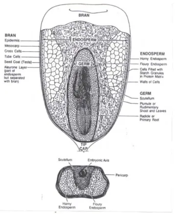 Gambar 1. Struktur biji jagung (Johnson, 1991). 