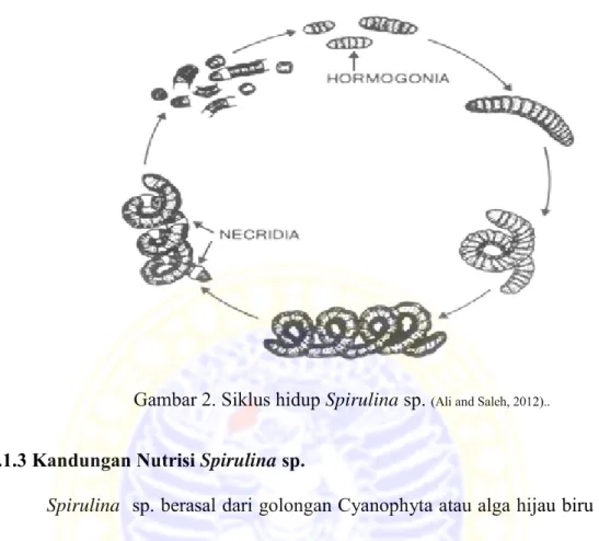 Gambar 2. Siklus hidup Spirulina sp.  (Ali and Saleh, 2012).. 