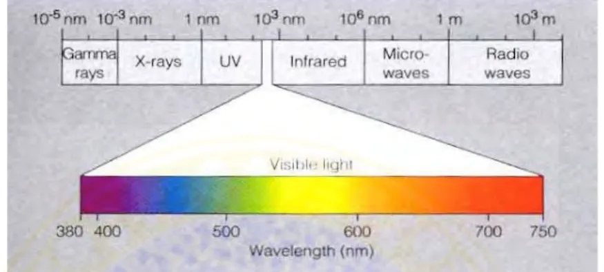 Gambar 4.  Spektrum warna cahaya tampak pada panjang gelombang 400- 400-700nm  (Richmond, 2004).