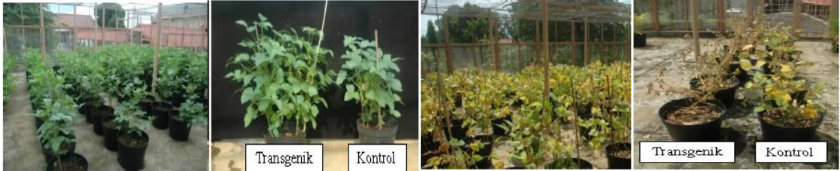 Gambar III.2.a2. Pengujian tanaman kedelai transgenik- AtCO  varietas Anjasmoro generasi T 2  di rumah kaca