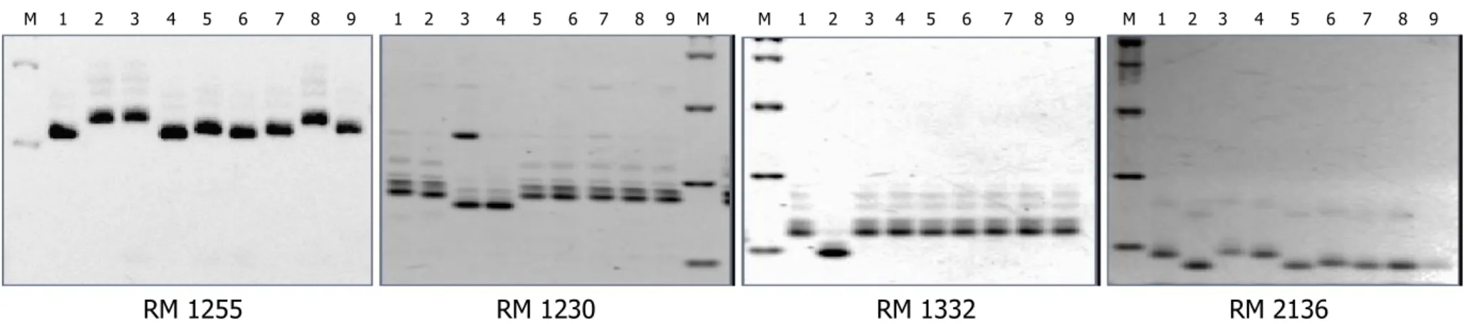 Gambar III.2.d2.   Polimorfisme calon-calon tetua persilangan padi menggunakan marka mikrosatelit  (SSR) RM 1255, RM 1230,  RM 1332, dan RM 2136