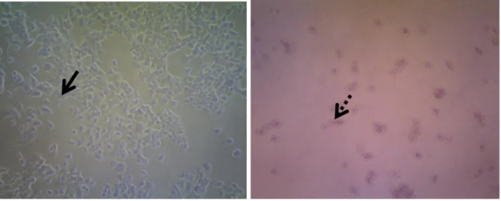 Grafik 2. Pengaruh perlakuan ekstrak etanol kulit buah naga putih (Hylocereus undatus) terhadap sel MCF-7 