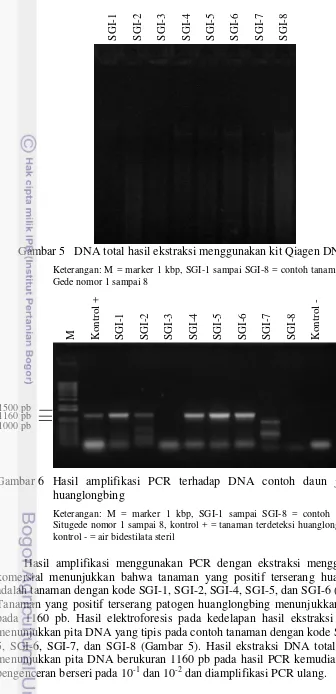 Gambar 6  Hasil amplifikasi PCR terhadap DNA contoh daun jeruk sakit 