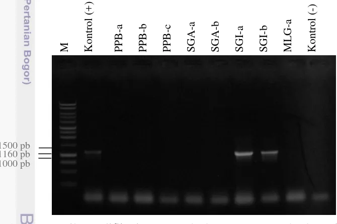 Gambar 9 Hasil amplifikasi PCR terhadap DNA contoh daun jeruk sakit 