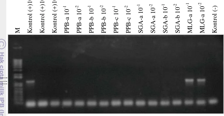 Gambar 10 Hasil amplifikasi PCR terhadap pengenceran DNA contoh daun jeruk 
