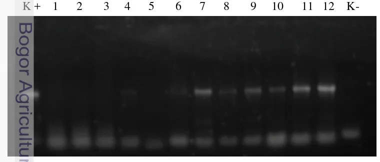 Gambar 12 Hasil amplifikasi PCR terhadap DNA perlakuan optimasi metode 