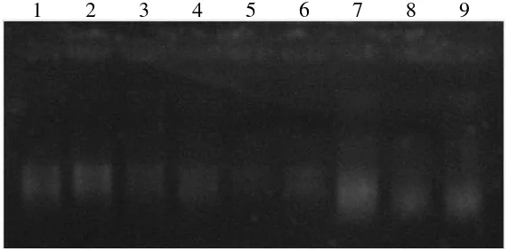 Gambar 15 Hasil amplifikasi PCR terhadap contoh tanaman dengan perlakuan 