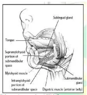 Gambar 2. Anatomi ruang submandibula