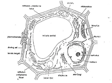 Gambar 3. Diagram sebuah sel tumbuhan hipotetis diamati di bawah mikroskop elektron (Loveless, 1987) 