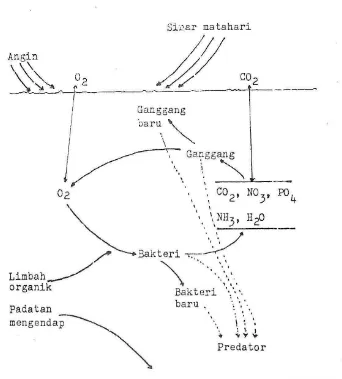 Gambar 5. Mekanisme reaksi kolam aerobik (Moriber, 1974) 