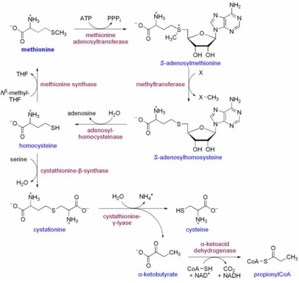 Gambar 1.   Alur Metabolime Metionin (Sofie, 2007) 