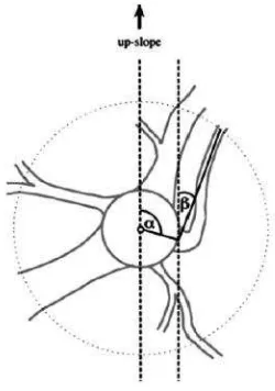 Gambar 5  Proses penandaan akar. (a) Pembuatan kuadran; (b) Penandaan akar;   (c) Pembuatan tanda pengukuran 