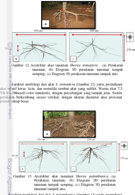 Gambar 13 Arsitektur akar tanaman  Perakaran tanaman; (b) Diagram 3D perakaran 