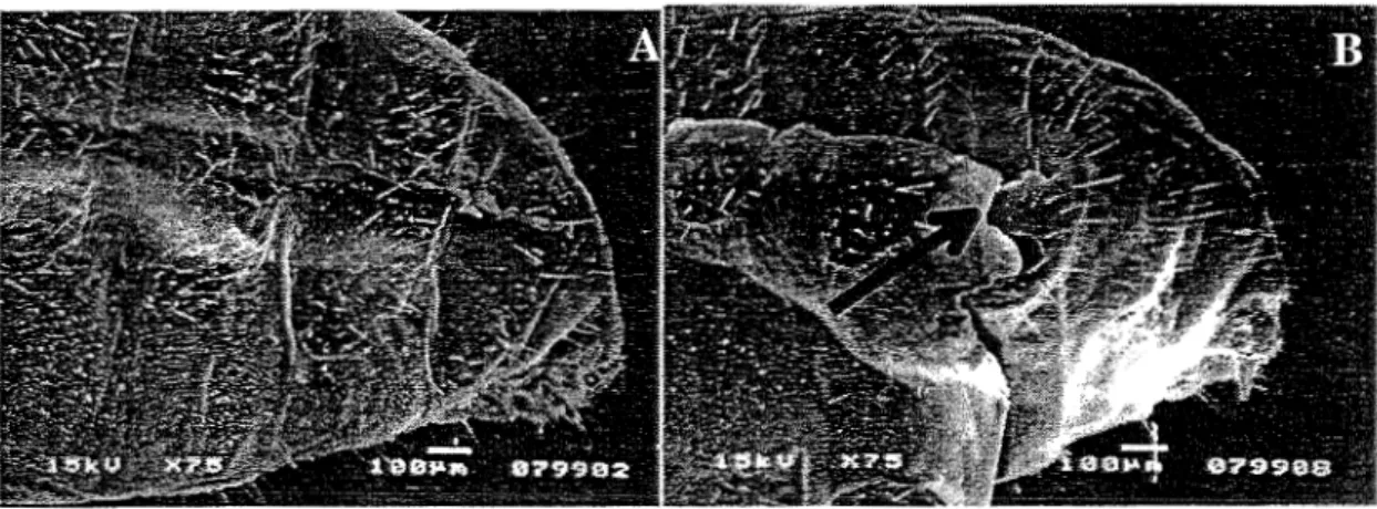 Gambar  7.  Morfologi ujung abdomen C.  cuwignathus  tanpa pemaparan  hexaflumuron  (A),  dengan  pemaparan  hexaflumuron  (B) 