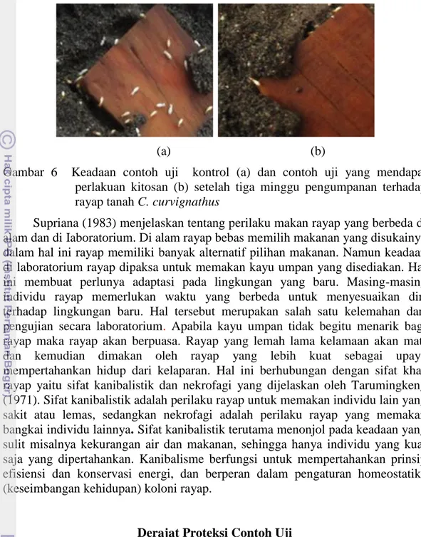 Gambar  6    Keadaan  contoh  uji    kontrol  (a)  dan  contoh  uji  yang  mendapat  perlakuan  kitosan  (b)  setelah  tiga  minggu  pengumpanan  terhadap  rayap tanah C