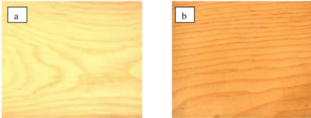 Gambar 2 Kayu gubal P. ponderosa (a), dan kayu teras P. ponderosa (b). 