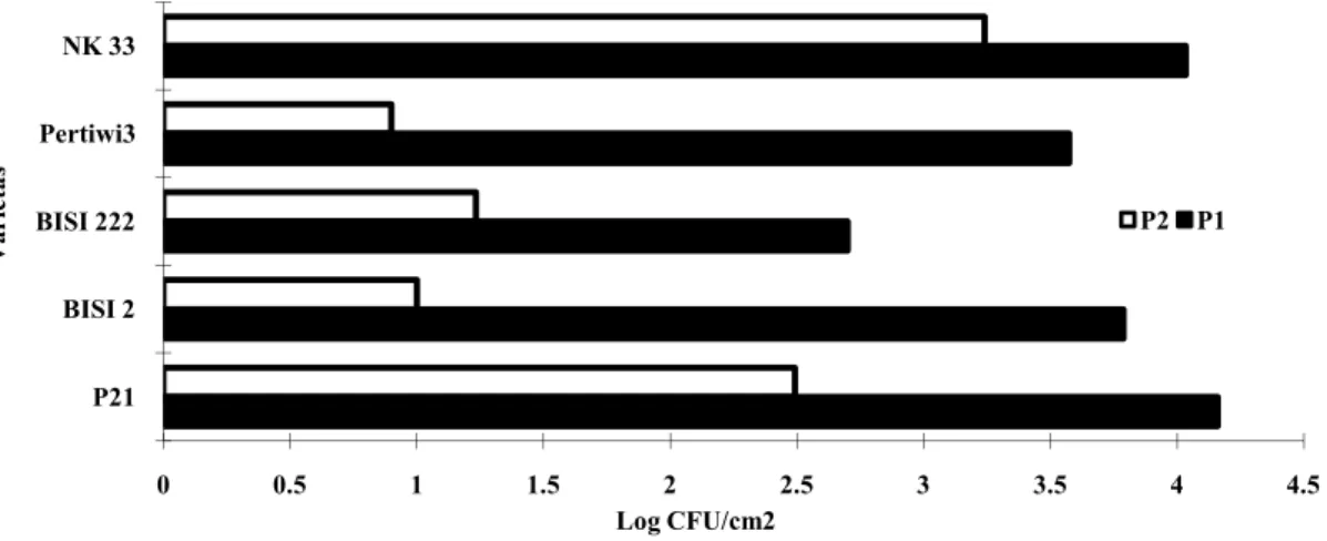 Gambar 1. Diagram Populasi Jamur pada Permukaan Daun Tanaman Jagung. P1 =  tanpa aplikasi pyraclostrobin, P2 = dengan perlakuan pyraclostrobin 