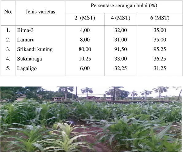 Tabel 1. Rata-rata tingkat serangan penyakit bulai pada beberapa varietas                               di kabupaten Kediri,  Jawa Timur, MK