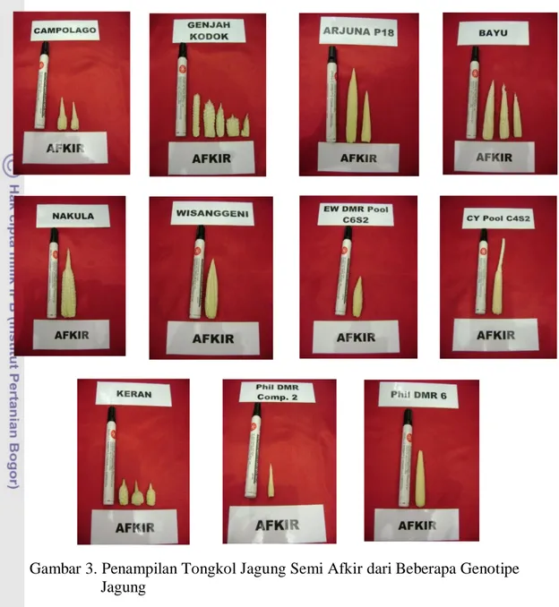 Gambar 3. Penampilan Tongkol Jagung Semi Afkir dari Beberapa Genotipe             Jagung 