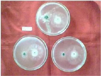 Gambar 4. Uji Antagonisme T. harzianum hasil reisolasi dengan Phytophthora capsici 