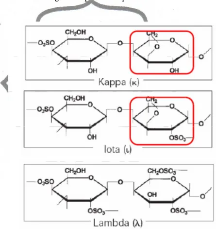 Gambar 2.3 Struktur kimia kappa, iota, dan lambda karaginan  (Sumber : Bubnis, 2000) 