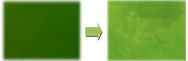 Gambar  2.  Label  indikator  warna  klorofil:  (a)  sebelum  dikeringkan  (b)  sesudah  dikeringkan 