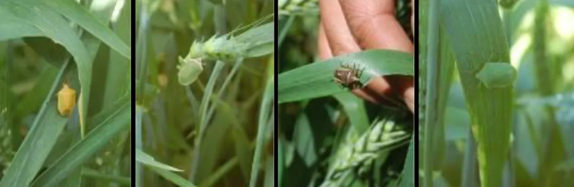 Gambar 4. Hama-hama stink bugs yang ditemukan pada tanaman gandum                               di Malino