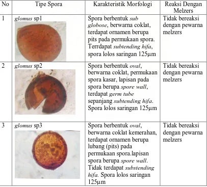 Tabel 3. Tipe Spora MVA yang Ditemukan Pada Tanah Gambut Ajamu,     Labuhan Batu  