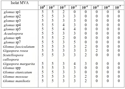 Tabel 5.    Hasil Infeksi Akar Berbagai  Isolat MVA pada Berbagai Pengenceran 