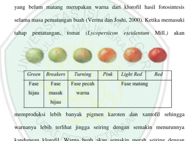 Gambar  2.5.  Perbandingan  Tingkat  Kematangan  Buah  Tomat  (Lycopersicon  esculentum Mill.) Berdasarkan Warna (Kismaryani, 2007)