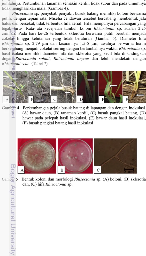 Gambar 4   Perkembangan gejala busuk batang di lapangan dan dengan inokulasi .   (A) hawar daun,  (B) tanaman kerdil, (C) busuk  pangkal batang,  (D)  hawar  pada  pelepah  hasil  inokulasi,  (E)  hawar  daun  hasil  inokulasi,  (F) busuk pangkal batang ha