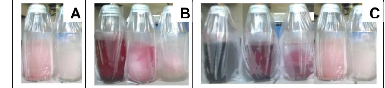 Gambar 6 Hasil ekstraksi buah buni pada  kematangan matang tidak masak (A),  pada  kematangan  agak  masak  (B),  dan  pada  kematangan  masak  penuh (C) 