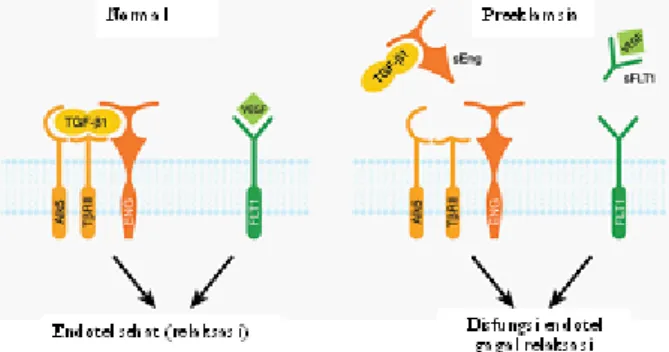 Gambar 3. Skematik Molekuler  Perubahan Komponen Antiangiogenik (sEng dan sFlt-1) dari Endoglin dan Flt-1 (Diadaptasi dari Maynard et al, 2008)