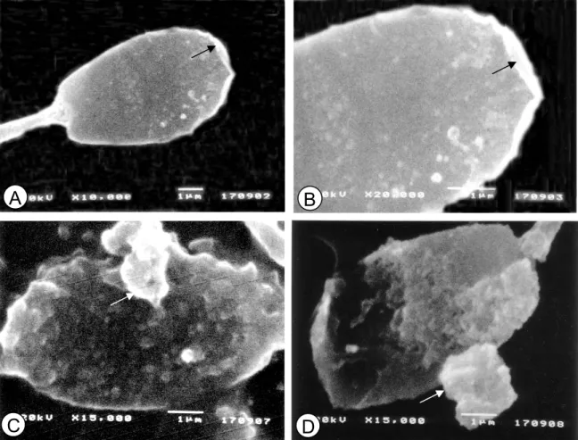 Gambar 3    Spermatozoa dengan scanning electron microscope (SEM). Spermatozoa                       segar dengan batas permukaan membran yang jelas, tanda panah (A dan                       B) dan spermatozoa setelah pengeringbekuan dengan permukaan  