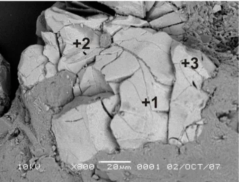 Gambar IV.5 Citra BSE untuk oksida besi yang diidentifikasi sebagai Fe-TiO  (berwarna terang) dan mineral silikat untuk warna yang cendrung gelap, dengan  morphology oksida besi berupa cluster besar