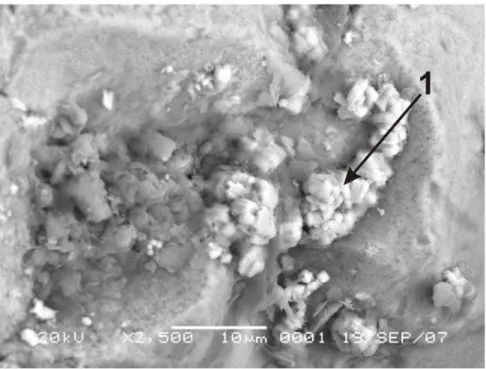 Gambar IV.7 Citra BSE dan hasil EDS (lampiran 1) menunjukan bahwa spot  tersebut mengandung oksida besi dan sulfida besi, mengalami proses transisi  (intergrowth) pergantian dari oksida besi menjadi sulfida besi pada matrix silicate