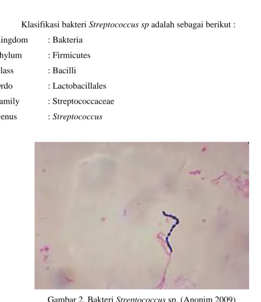 Gambar 2. Bakteri Streptococcus sp. (Anonim 2009) 