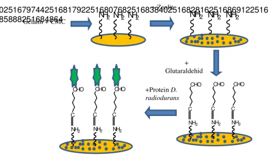 Gambar 1Skema Imobilisasi Ekstrak Protein D. radiodurans(modifikasiEmregulet  al.2013) 