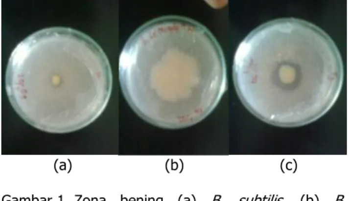 Gambar 1. Zona  bening  (a)  B.  subtilis,  (b)  B. 